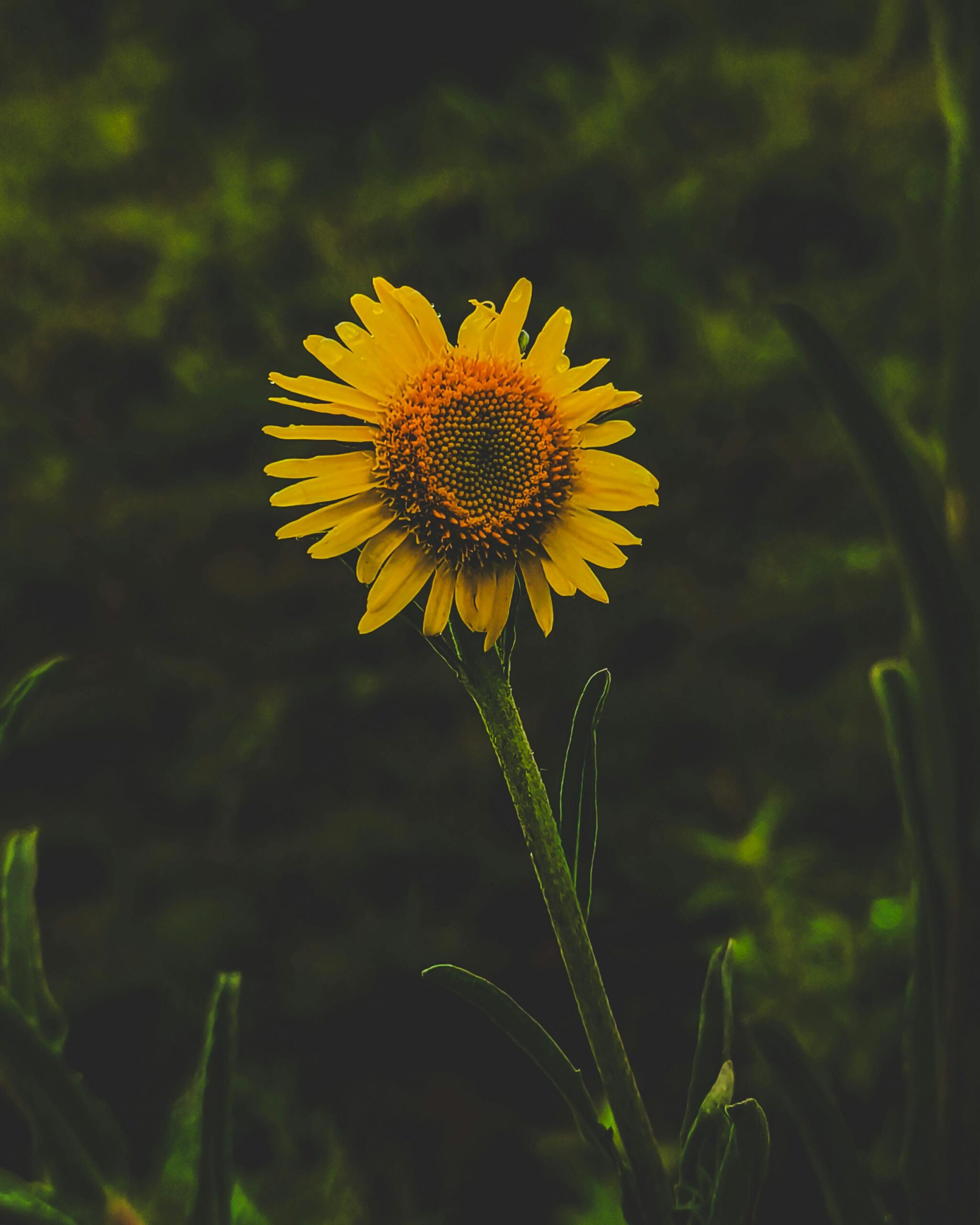 A vibrant yellow sunflower in focus against a moody green backdrop, embodying the essence of nature.